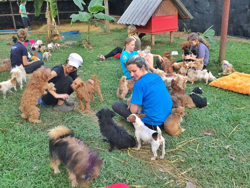 Perro rescatado de fábrica de cachorros